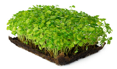 Micro green sprouts of sunflower isolated on white