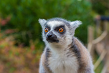 Lemur Head Close Up