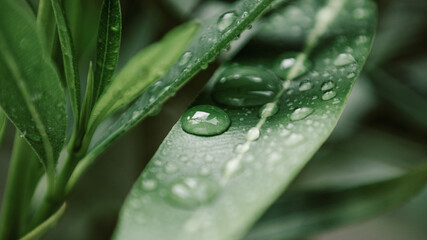 Wassertropfen auf einem Blatt