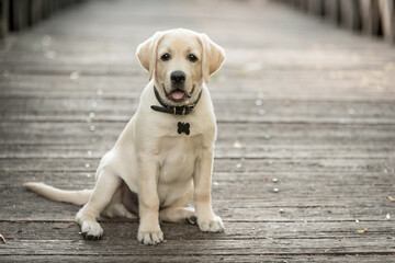 Wall Mural - Adorable labrador dog on the wooden bridge