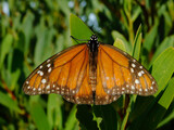 monarch butterlfy on leaf