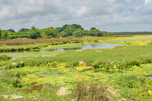 The Beautiful Green Hues Of Brands Bay Shallow Reed Pools,Purbeck, Dorset
