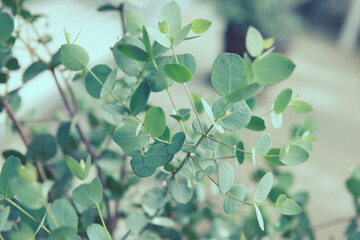 close up photo of fresh eucalyptus leaves of gunnii bush