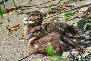 Two ducklings bask in the sun on the river sand