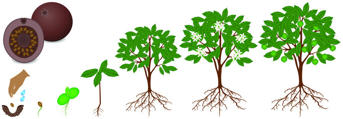 Canvas Print - Cycle of growth of borojoa patinoi plant on a white background.