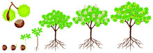 Cycle Of Growth Of Horse Chestnut Plant On A White Background.