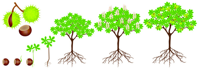 Wall Mural - Cycle of growth of horse chestnut plant on a white background.