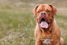 Portrait Dogue De Bordeaux. Purebred French Mastiff Dog.