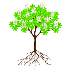 Wall Mural - Tree with roots and flowers of horse chestnut on a white background.