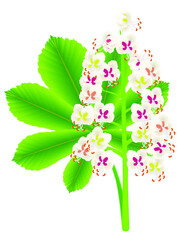 Canvas Print - Horse chestnut flowers with a leaf on a white background.