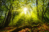 Fototapeta  - Dreamy green landscape scenery: a forest clearing with the sun shining through green foliage 