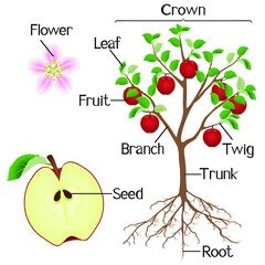 Wall Mural - Parts of apple plant on a white background.