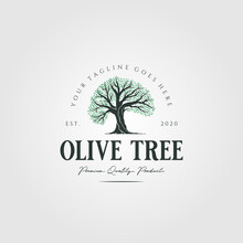 Vintage Olive Tree Nature Logo Vector Illustration Design