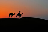 Fototapeta Konie - silhouette camels through the sand dunes lead nose at Thar Desert India with dramatic sunlight at background