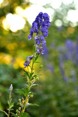 Close-up of bloom of Aconitum napellus also known as aconite, monkshood, wolf's-bane, leopard's bane, mousebane, women's bane, devil's helmet, queen of poisons, or blue rocket. Vertical photo.