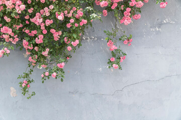 pink rose bushes on a stucco wall with copy space