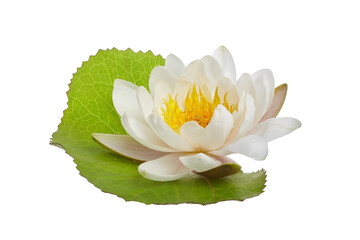 Wall Mural - White water lily or lotus isolated on white background