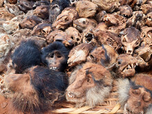 Benin, Zou Department, Bohicon, Heap Of Monkey Heads And Skulls At Voodoo Fetish Market