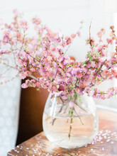 Pink Blossoms In A Vase