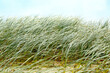 © Andrew McInnes/Austockphoto - Beach dune grasses waving in the wind at Yamba