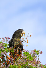 Female Red-tailed Black-Cockatoo Feeding On A Chinaberry Tree.