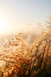 © Carla Dibbs/Austockphoto - Plants and nature in morning light
