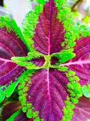 Wall Mural - coleus leafs. Plectranthus scutellarioides is the scientific name for coleus. purple coloured and green edges leaf