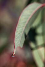 Single Water Drop On The Tip Of A Gum Leaf