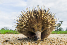 Close Up Of Echidna On Gravel Road