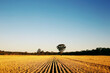 © Jessica Carroll/Austockphoto - Harvested Wheat Crop