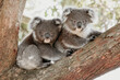 © Joanne O'Keefe/Austockphoto - Two koala joeys cuddle in a tree.