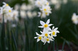 © Lara Miller/Austockphoto - Detail of white daffodils with selective focus background