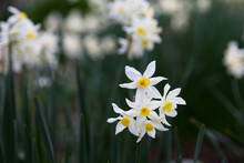 Detail Of White Daffodils With Selective Focus Background