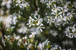 © Nic Duncan/Austockphoto - Macro close-up of the Australian wedding bush