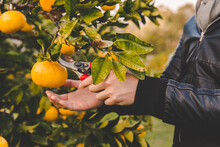 Man Cuts Off Orange Citrus With Secateurs From Fruit Tree On Rural Farm In Morning