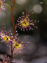 An Upright Sundew's Sticky Droplets Glisten In Early Light