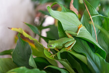 Juvenile Green Tree Frog