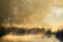 Mist Rising From Water In Early Morning Light