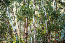 Thicket Of Gum Tree Trunks In Early Morning Light