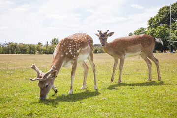 Wall Mural - deer in the park