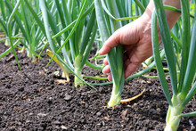 Hand Pulling Up A Onion Plant Growing In A Vegetable Garden