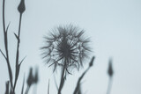 Fototapeta Dmuchawce - dandelion seeds in the wind