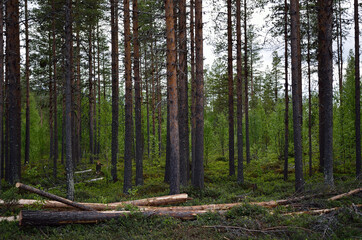  pine tree forest in summer