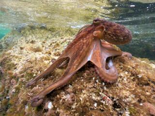 Wall Mural - Underwater photo of small octopus sitting on top of tropical coral reef