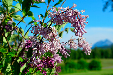 Wall Mural - purple common lilac flower in summer with blue vibrant sky background macro