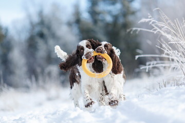 Wall Mural - dogs in the winter in the snow. active Springer Spaniel plays in nature