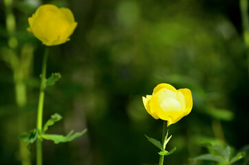 Wall Mural - globeflower in summer sunlight