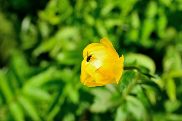 Wall Mural - flie on vibrant globeflower in summer sun macro