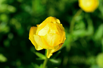 Wall Mural - wild globeflower in the green vibrant forest