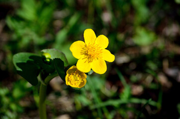 beautiful yellow buttercup flowers in summer